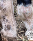 Side by side before and after using Formula 44 for equine scratches and dermatitis.