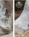 Incredible results using Dr. Hansen's Formula 44 Ointment. Before and after equine scratches and mud fever. Purchase today at Roxy and Bumble