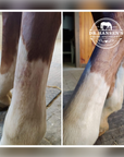 Side-by-side comparison of a horse's leg before and after treatment with Dr. Hansen's Equine Apothecary logo.
