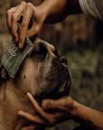 Dog using Nellumbo Cleansing Lotion for an all natural and organic ear and eye cleaner.
