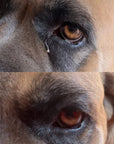 Cleanse your dogs eyes safely and all naturally using Nellumbo Cleansing Lotion.