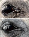 Cleansing Lotion (For the Equine)