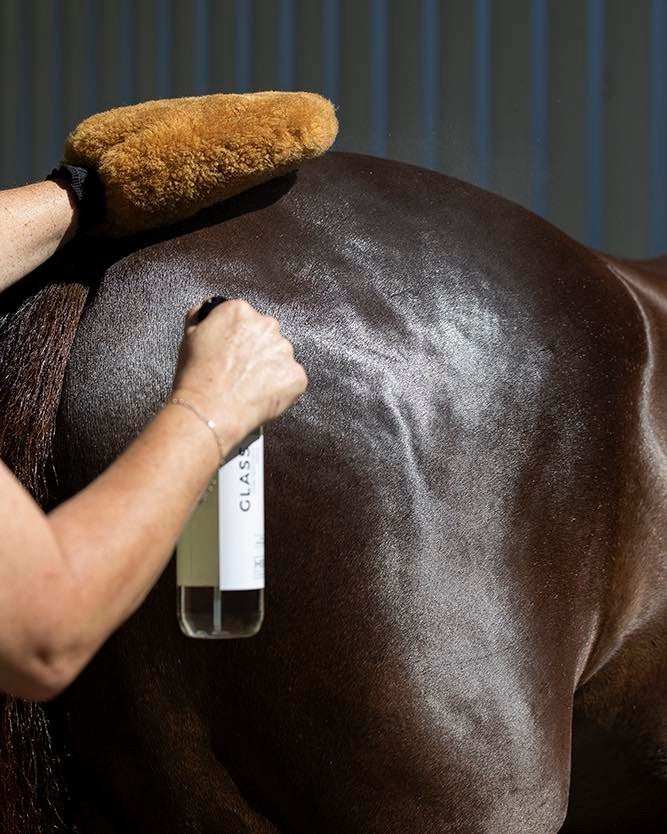 Unlock Hidden Health Benefits: How Proper Grooming Transforms Your Horse for Showing Success