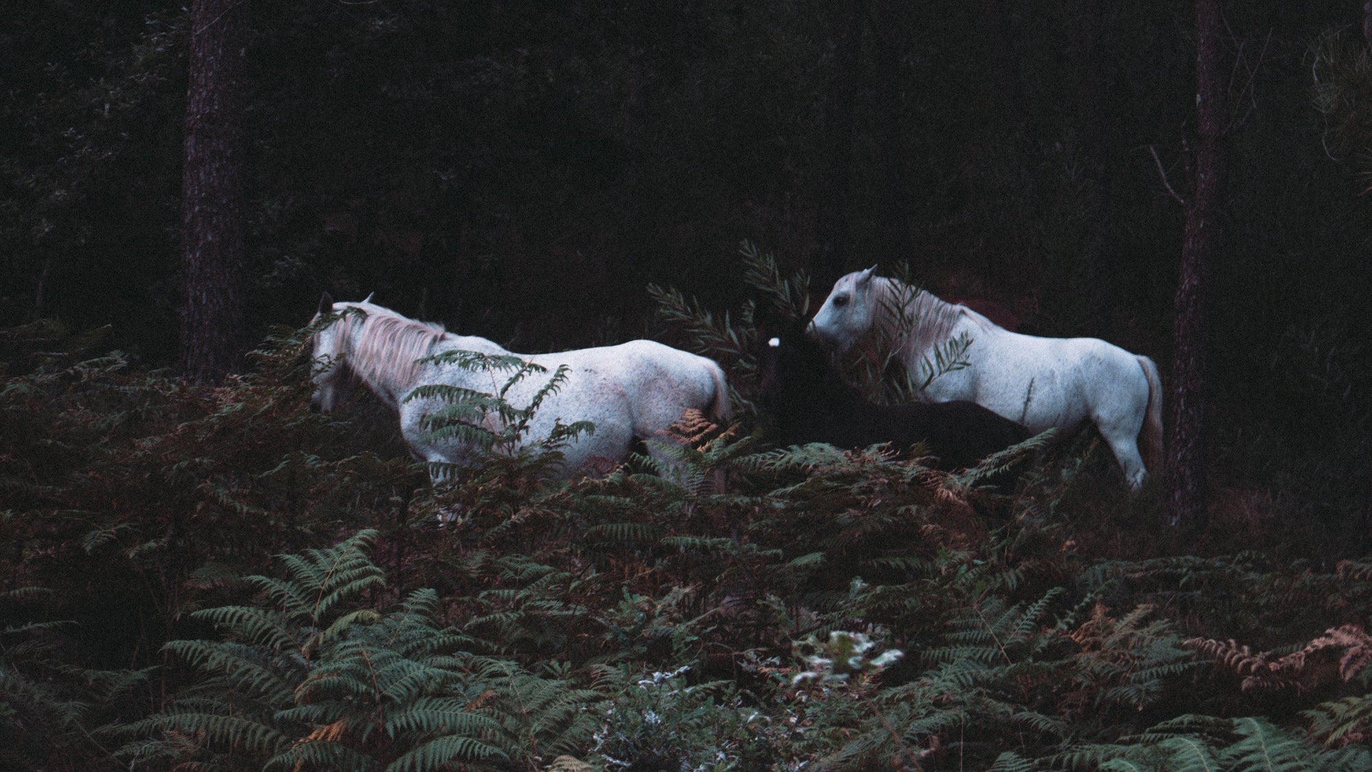 Equimour