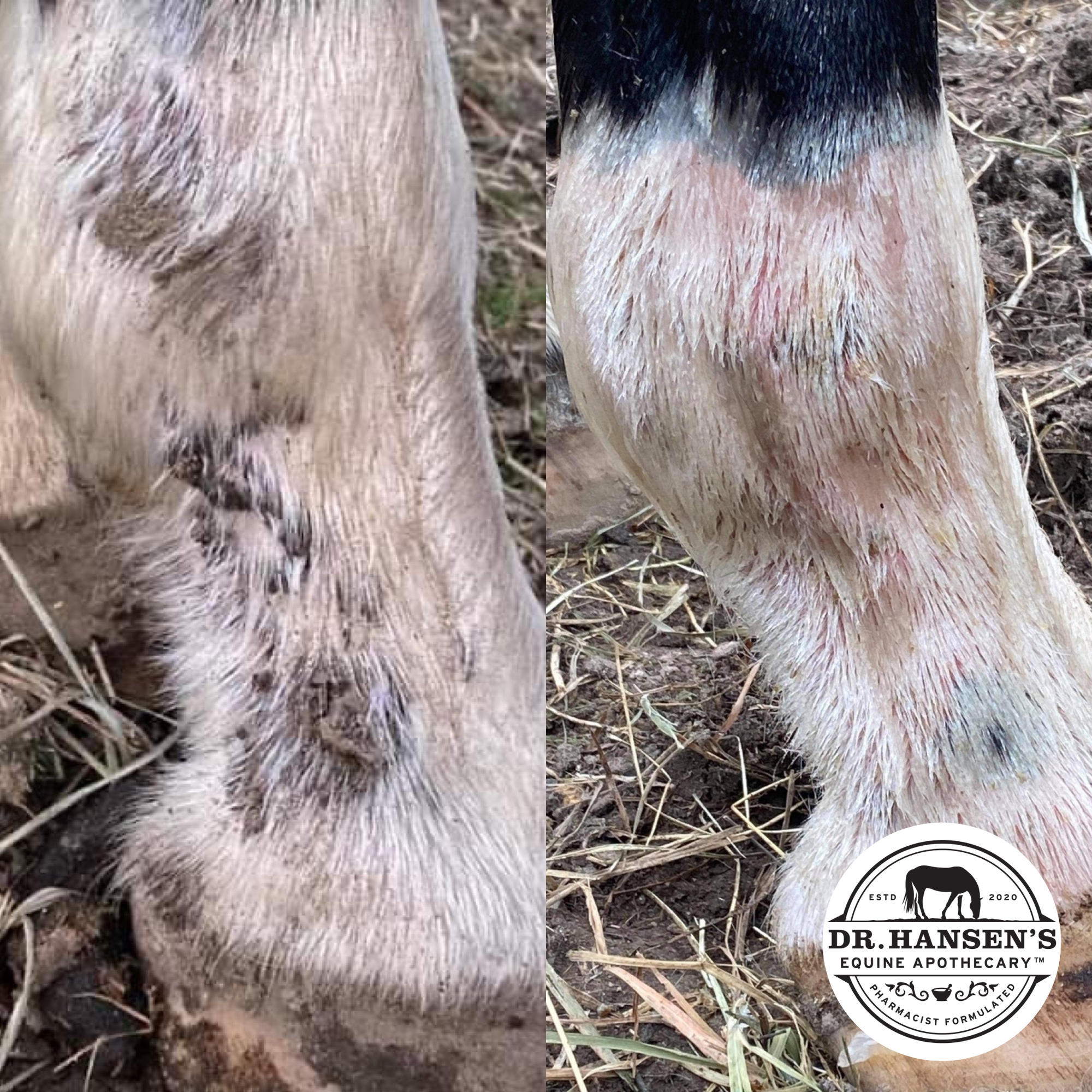 Side by side before and after using Formula 44 for equine scratches and dermatitis. 