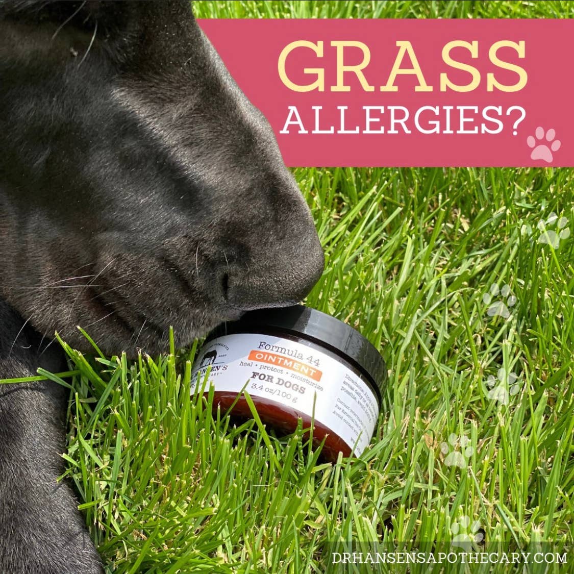 Dog skin allergy healing