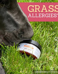 Dog skin allergy healing