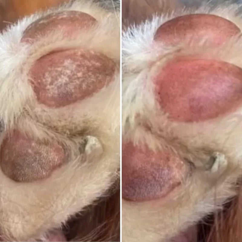 Before and after dogs paw pads after using Nellumbo Paw Pad Balm. Now available in North America! 