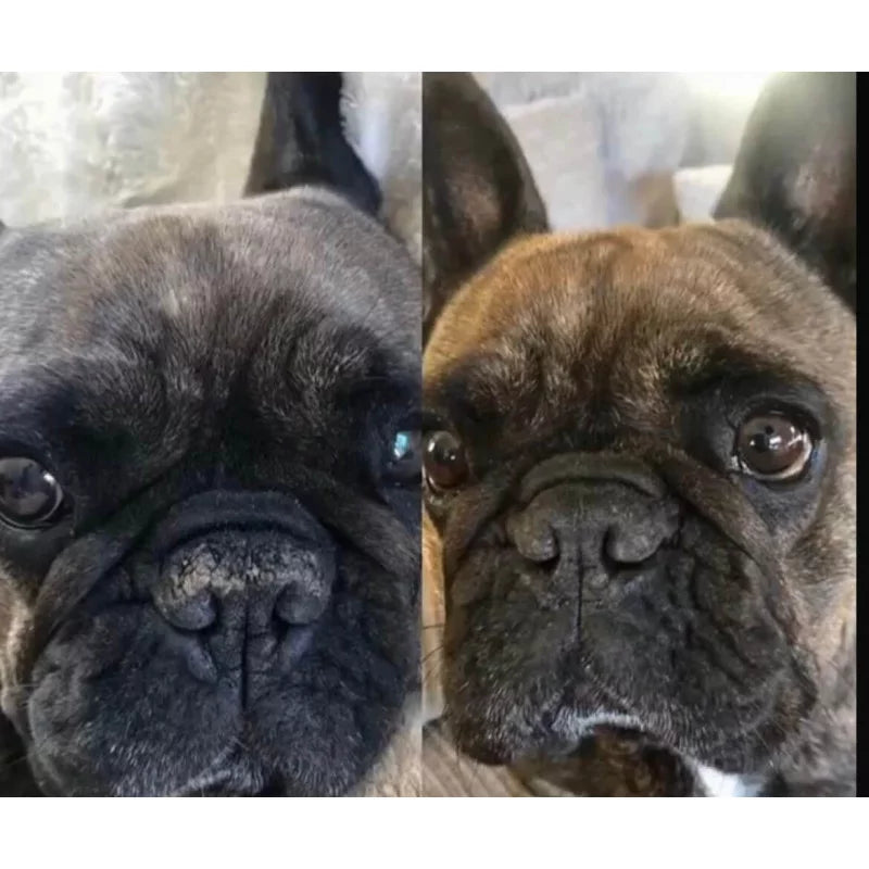 Before and after using Nellumbo Dog Nose Balm. 