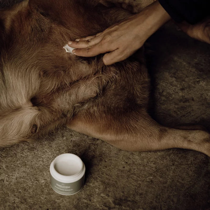 Applying Nellumbo ointment on a dog with hot spots. Heal your dog or cat naturally today. 