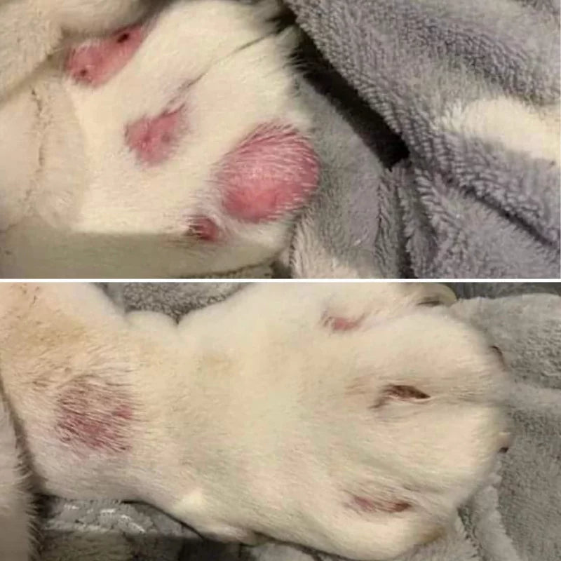 Before and after paw irritation using Nellumbo healing ointment. Now at Roxy and Bumble. 