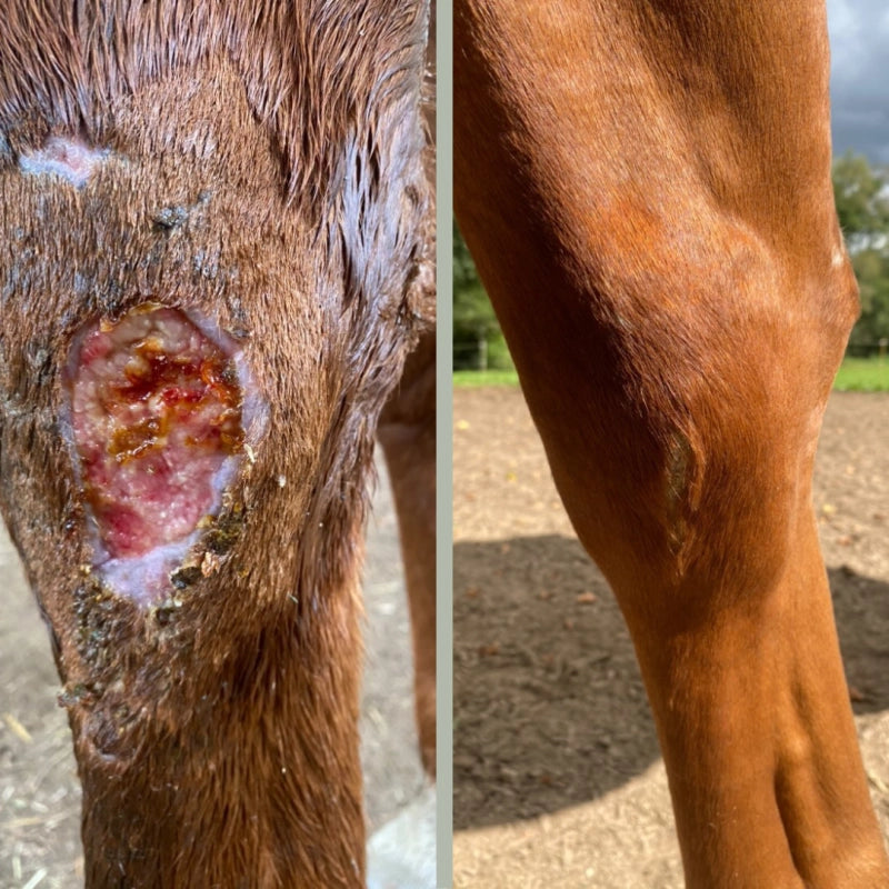 Restorative Poultice Wound Care
