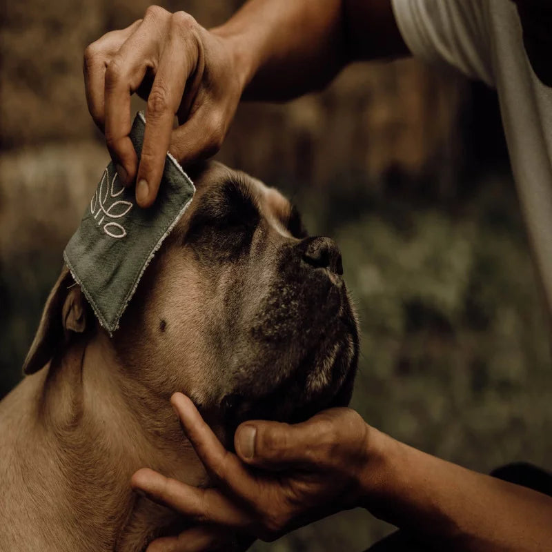 Dog using Nellumbo Cleansing Lotion for an all natural and organic ear and eye cleaner. 