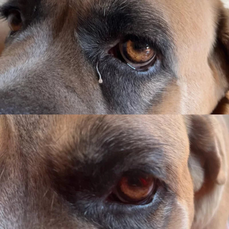 Cleanse your dogs eyes safely and all naturally using Nellumbo Cleansing Lotion. 