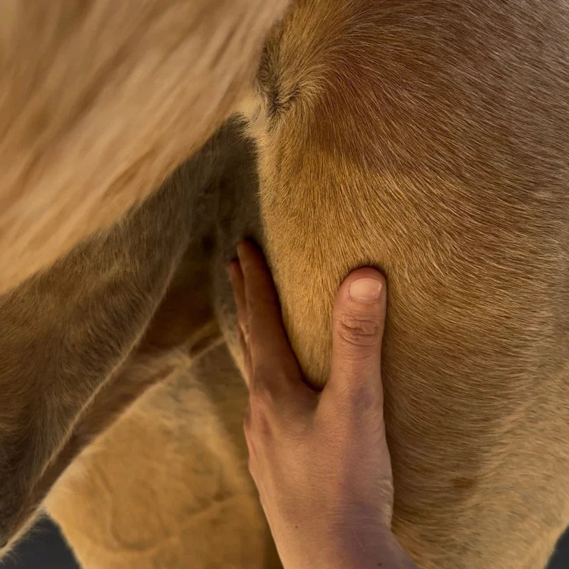 Summer Protection Serum For Horses