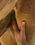 Summer Protection Serum For Horses